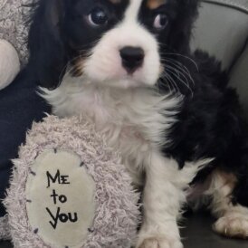 Cavalier King Charles Spaniel - Both