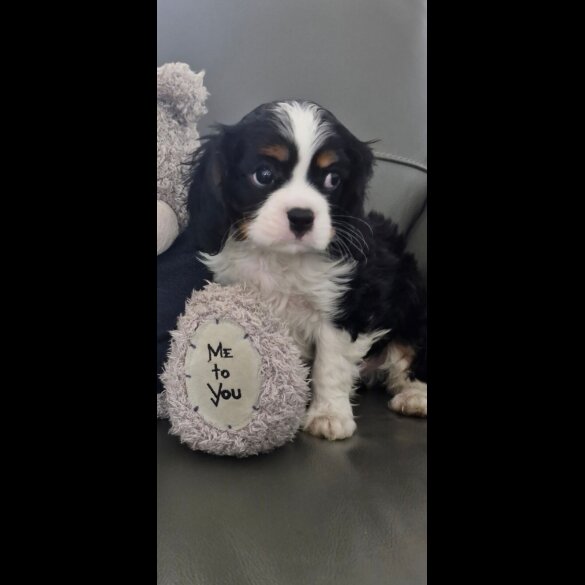 Cavalier King Charles Spaniel - Both