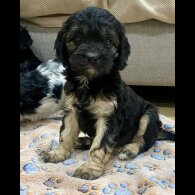 Cavapoo - Both