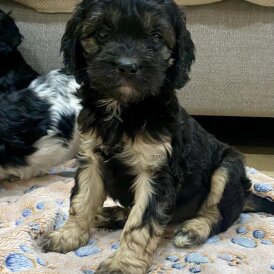 Cavapoo - Both
