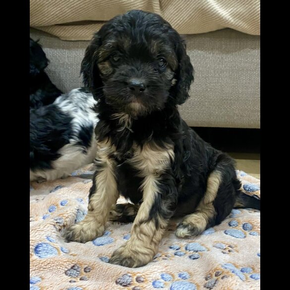 Cavapoo - Both