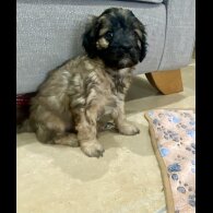 Cavapoo - Both