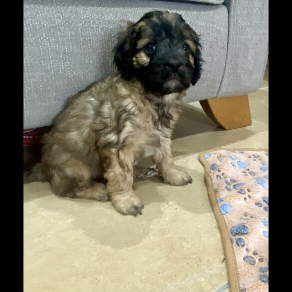 Cavapoo - Both