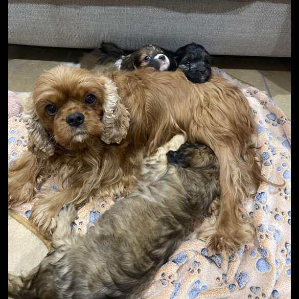 Cavapoo - Both