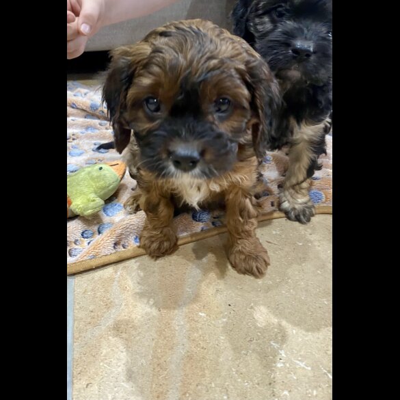 Cavapoo - Both
