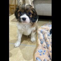 Cavapoo - Both