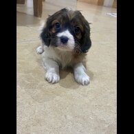 Cavapoo - Both