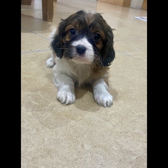 Cavapoo - Both