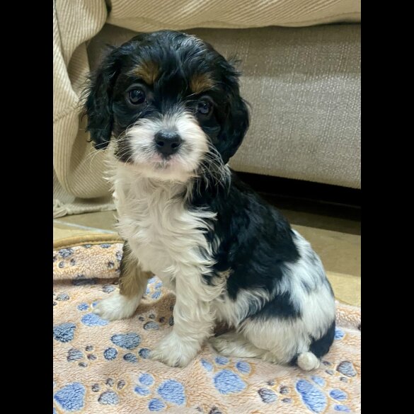 Cavapoo - Both