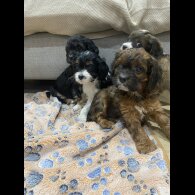 Cavapoo - Both