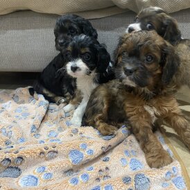 Cavapoo - Both
