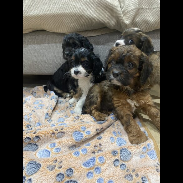Cavapoo - Both