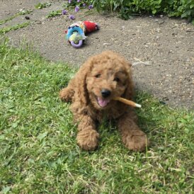 Cavapoo - Both