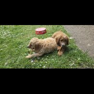 Cavapoo - Both