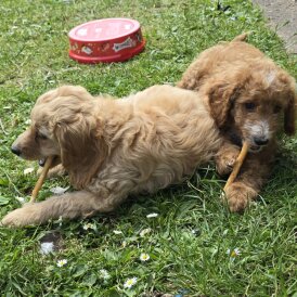 Cavapoo - Both