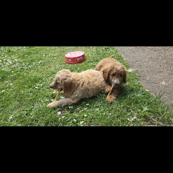 Cavapoo - Both