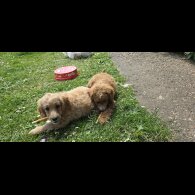 Cavapoo - Both