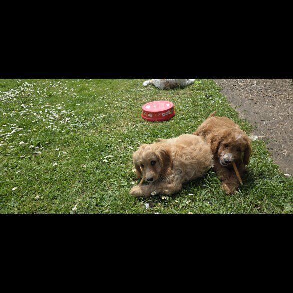 Cavapoo - Both