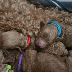 Cavapoo - Both