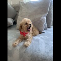 Cavapoo - Bitches