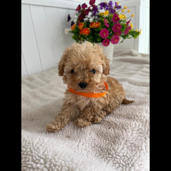 Cavapoo - Bitches