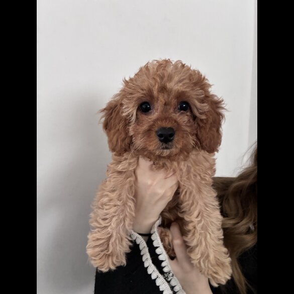 Cavapoo - Both