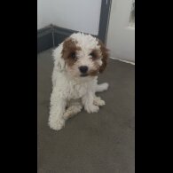 Cavapoo - Both