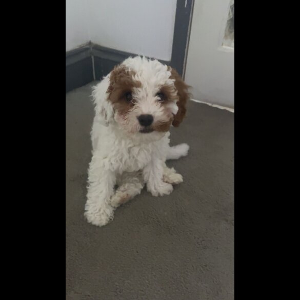 Cavapoo - Both
