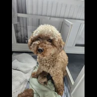 Cavapoo - Both