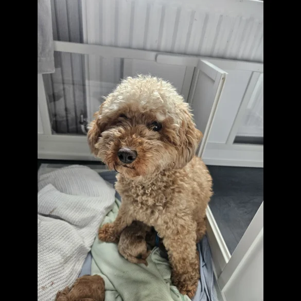 Cavapoo - Both
