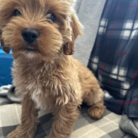 Cavapoo - Both