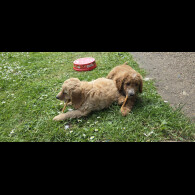 Cavapoo - Both