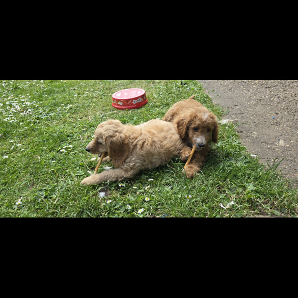 Cavapoo - Both