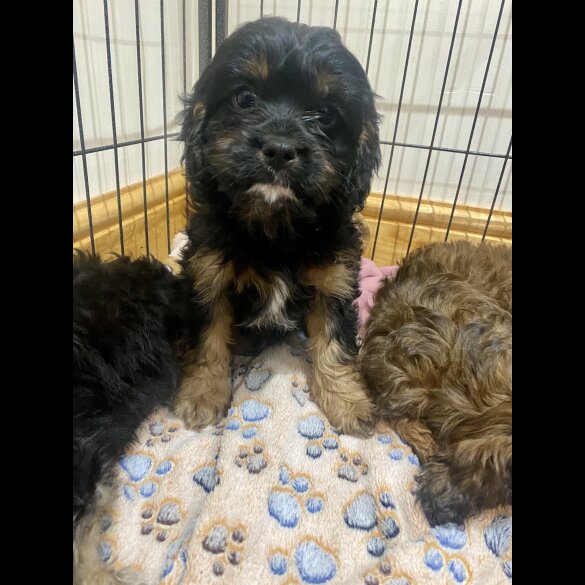 Cavapoo - Both