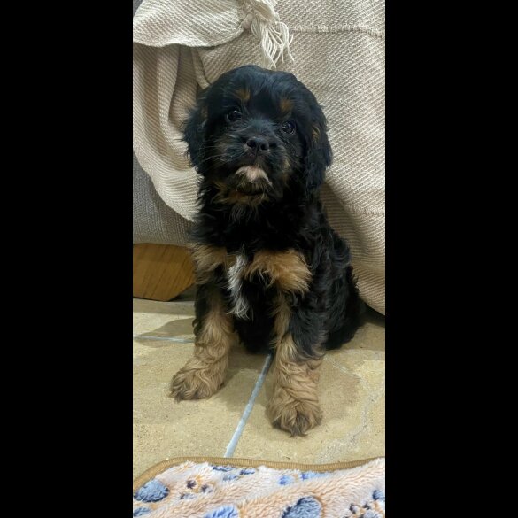 Cavapoo - Both