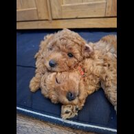 Cavapoo - Both
