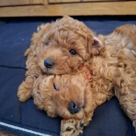 Cavapoo - Both