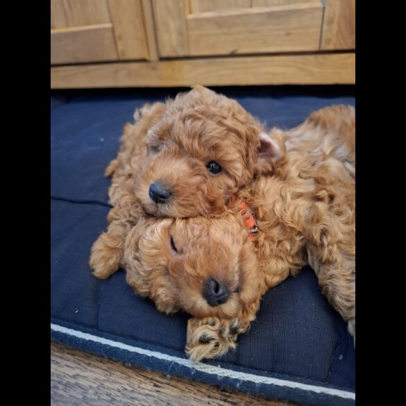 Cavapoo - Both