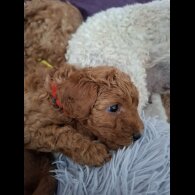 Cavapoo - Both