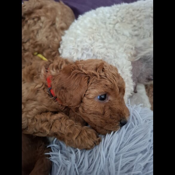 Cavapoo - Both