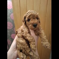 Cavapoo - Both