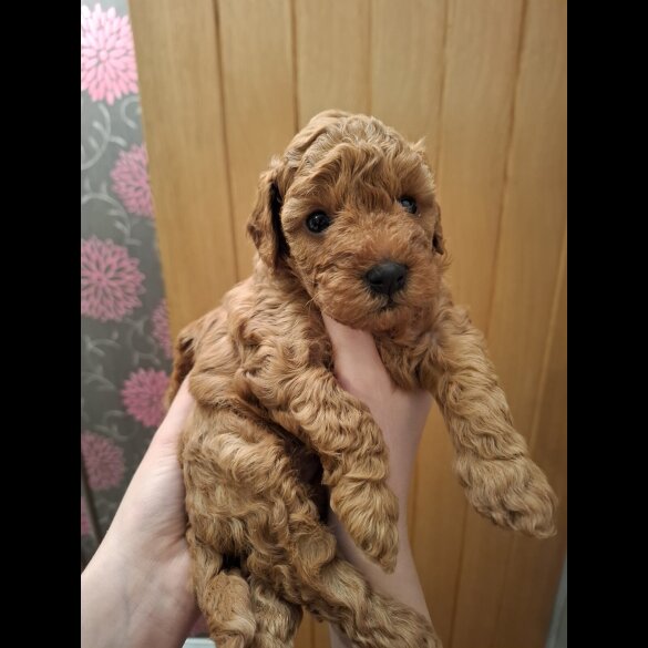 Cavapoo - Both