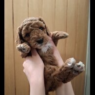 Cavapoo - Both