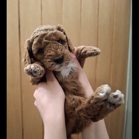 Cavapoo - Both