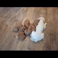 Cavapoo - Both
