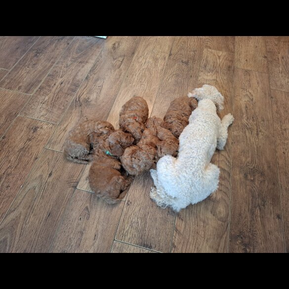 Cavapoo - Both