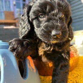 Cavapoo - Both