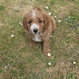 Cavapoo - Both