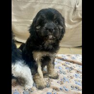 Cavapoo - Both