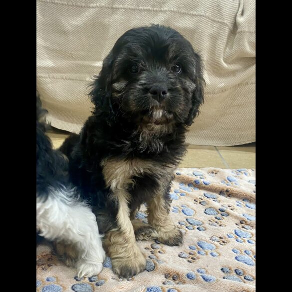 Cavapoo - Both